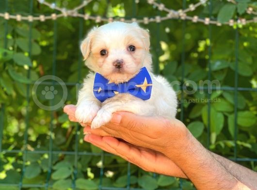 Yavru Malti̇poo