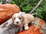 Orji̇nal Malti̇poo Yavrularimiz