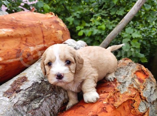 Orji̇nal Malti̇poo Yavrularimiz görsel