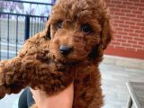 Red Brown Toy Poodle Kizimiz
