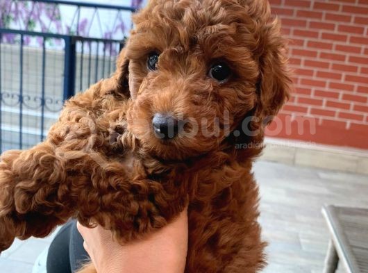Red Brown Toy Poodle Kizimiz görsel