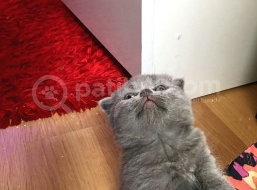 Anne Altından Bebekler görsel