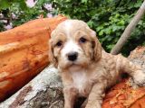 Orji̇nal Malti̇poo Yavrularimiz