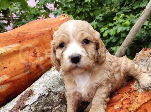 Orji̇nal Malti̇poo Yavrularimiz