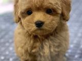 Safkan İrk Ve Saglik Garantili Toy Poodle Yavrularimiz