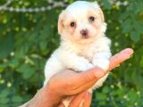 Yavru Malti̇poo