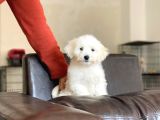 Dişi Maltese Terrier