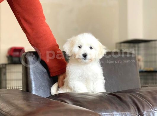 Dişi Maltese Terrier görsel