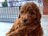 Red Brown Toy Poodle Kizimiz