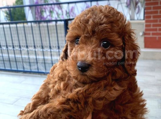 Red Brown Toy Poodle Kizimiz görsel