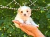 Yavru Malti̇poo
