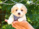Dişi Ve Erkek Mevcut Maltese Terrier