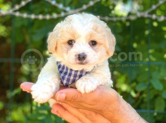Dişi Ve Erkek Mevcut Maltese Terrier görsel