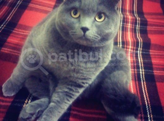 2 Yaşinda Scoti̇sh Fold Sahi̇plendi̇ri̇lecekti̇r görsel