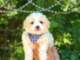 Dişi Ve Erkek Mevcut Maltese Terrier