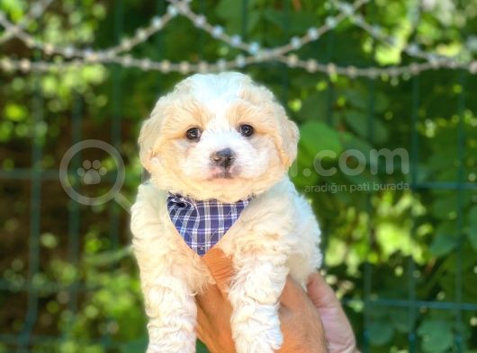 Dişi Ve Erkek Mevcut Maltese Terrier görsel