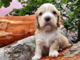 Orji̇nal Malti̇poo Yavrularimiz