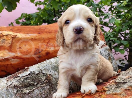 Orji̇nal Malti̇poo Yavrularimiz görsel