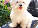 Orjinal Secereli Maltese Yavru