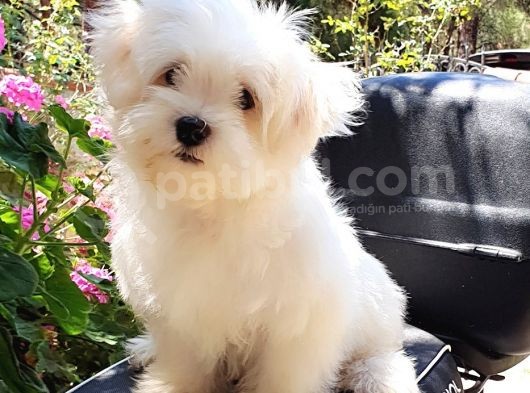 Orjinal Secereli Maltese Yavru görsel