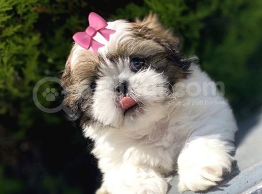 Irkının En İyisi Safkan Shih Tzu Yavrularımız