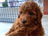Red Brown Toy Poodle Kizimiz