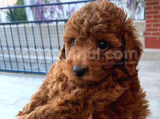 Red Brown Toy Poodle Kizimiz