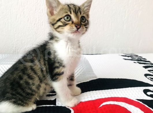 Yaramaz Çocukların Elinden Alın Beni Lütfen görsel