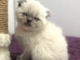 Yavru Kedi