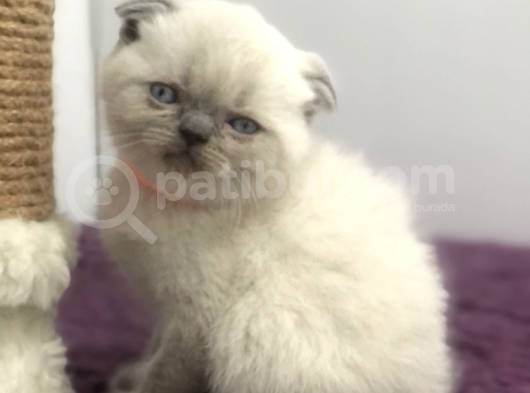 Yavru Kedi görsel