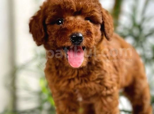 Safkan A Kalite Toy Poodle Yavrularimiz görsel