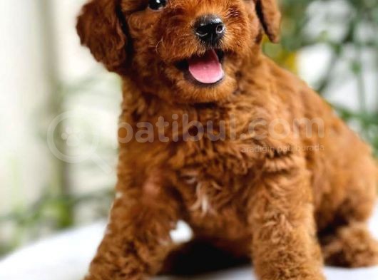 Safkan A Kalite Toy Poodle Yavrularimiz