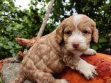 Orji̇nal Malti̇poo Yavrularimiz