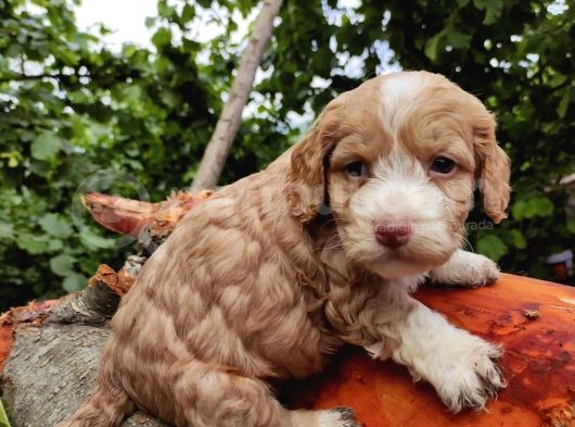 Orji̇nal Malti̇poo Yavrularimiz görsel