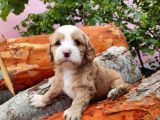 Orji̇nal Malti̇poo Yavrularimiz