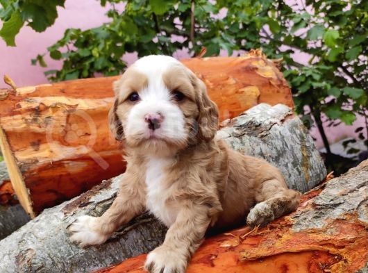 Orji̇nal Malti̇poo Yavrularimiz görsel