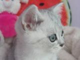 Silver Tabby Ns 24, Ns 25 Safkan Erkek Yavrular