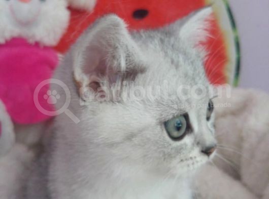 Silver Tabby Ns 24, Ns 25 Safkan Erkek Yavrular görsel