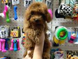 Teacup Poodle Yavrumuz