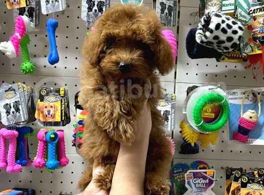 Teacup Poodle Yavrumuz görsel