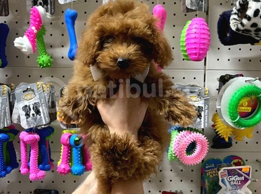 Teacup Poodle Yavrumuz görsel
