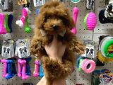 Teacup Poodle Yavrumuz