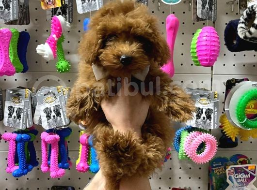 Teacup Poodle Yavrumuz