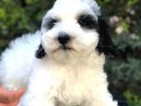Irk Ve Sağlık Garantili Maltipoo Yavrularımız
