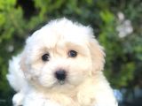Apricot & White Maltipoo Yavrularımız