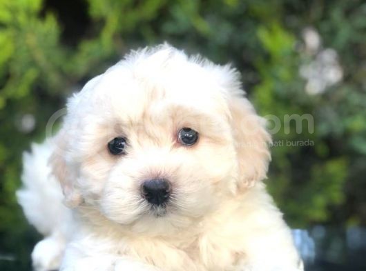 Apricot & White Maltipoo Yavrularımız görsel