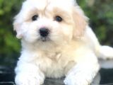 Apricot & White Maltipoo Yavrularımız