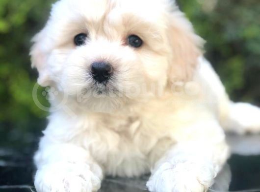Apricot & White Maltipoo Yavrularımız görsel
