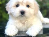 Apricot & White Maltipoo Yavrularımız