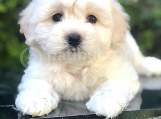 Apricot & White Maltipoo Yavrularımız